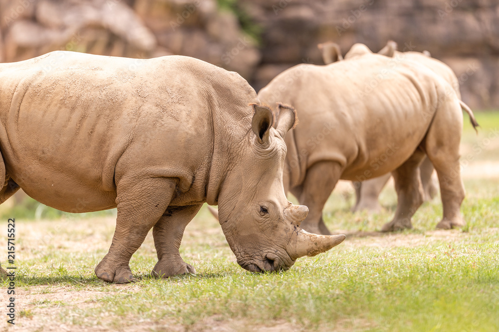 Rhino Rhino