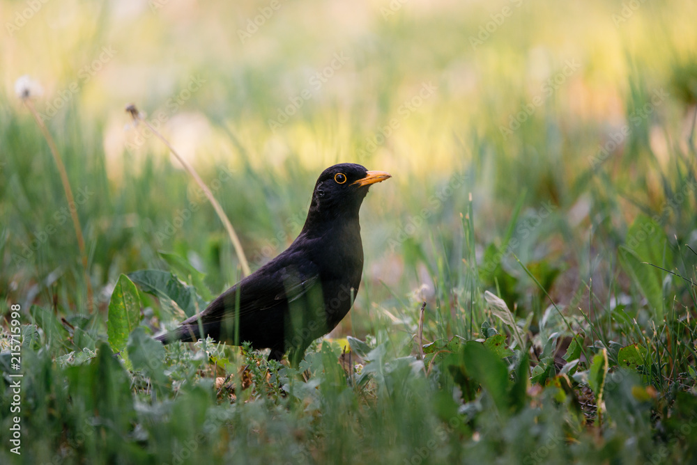 Common blackbird on the grass Common blackbird on the grass