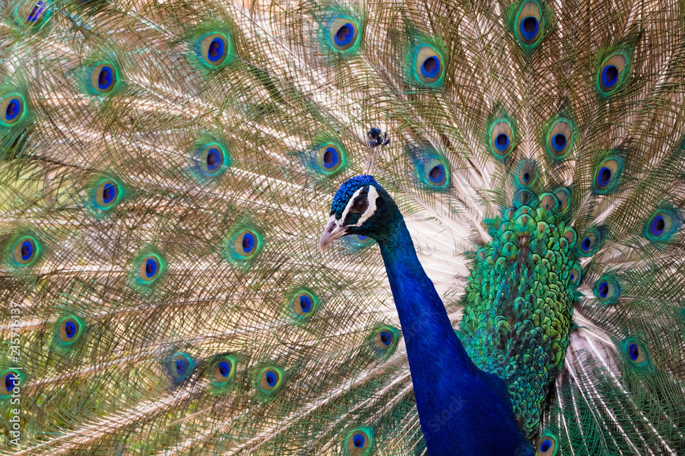 Obraz premium Indian peafowl on display. Indian peafowl showing off/ bragging. Peacock on displaying tail/feathers. Over exposed image of a peacock, displaying feathers.