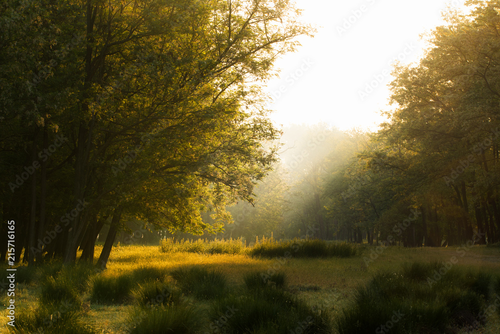 Sunrays on morning meadow Sunrays on morning meadow