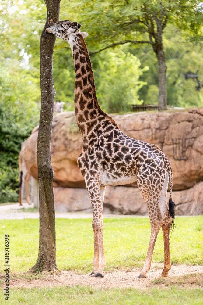 Obraz premium Giraffe