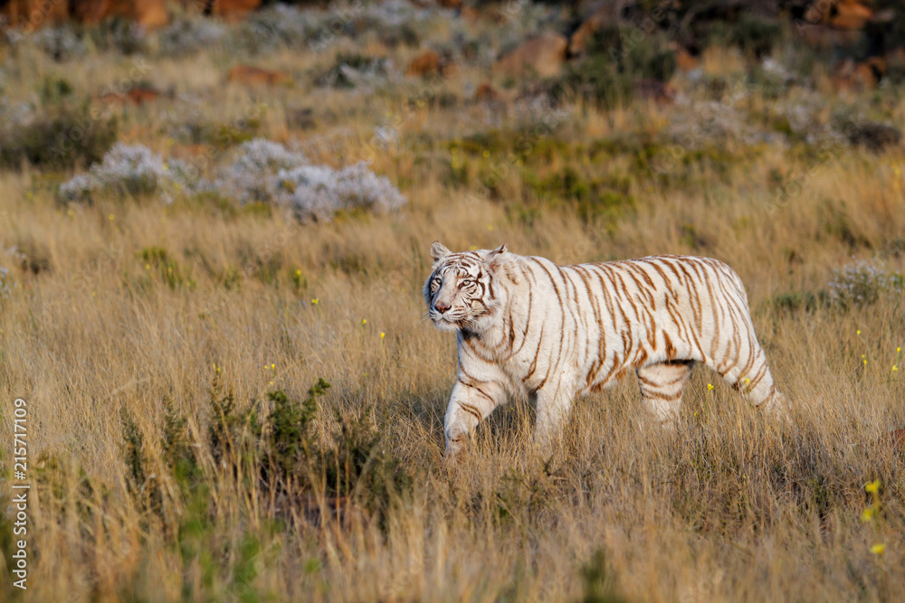 Naklejka premium White Tiger walking on the plains of Tiger Canyons Game Reserve near Phillippolis in South Africa
