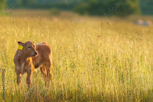 Calf on pasture