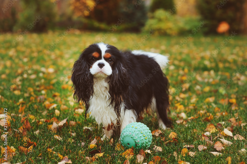 happy cavalier king charles spaniel dog playing with toy ball in autumn garden