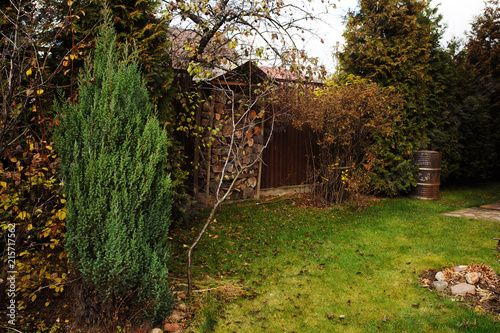 late autumn garden view with wooden shed and conifers. November in country.