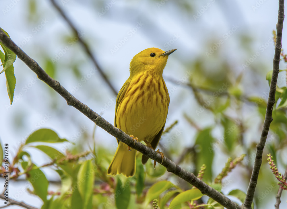 Fototapeta premium Yellow Warbler