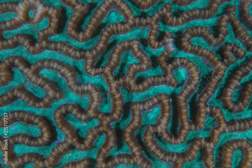 Abstract of Coral Colony in Indonesia