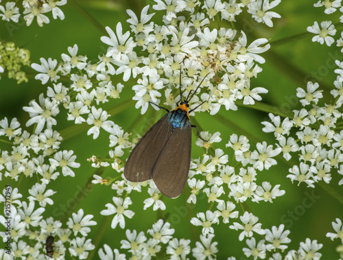 Virginia Ctenucha Moth photo