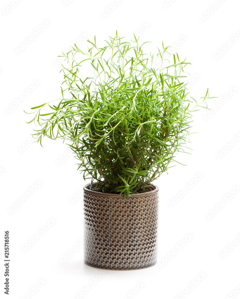 Rosemary plant in the flower pot isolated on white background Rosemary plant in the flower pot isolated on white background