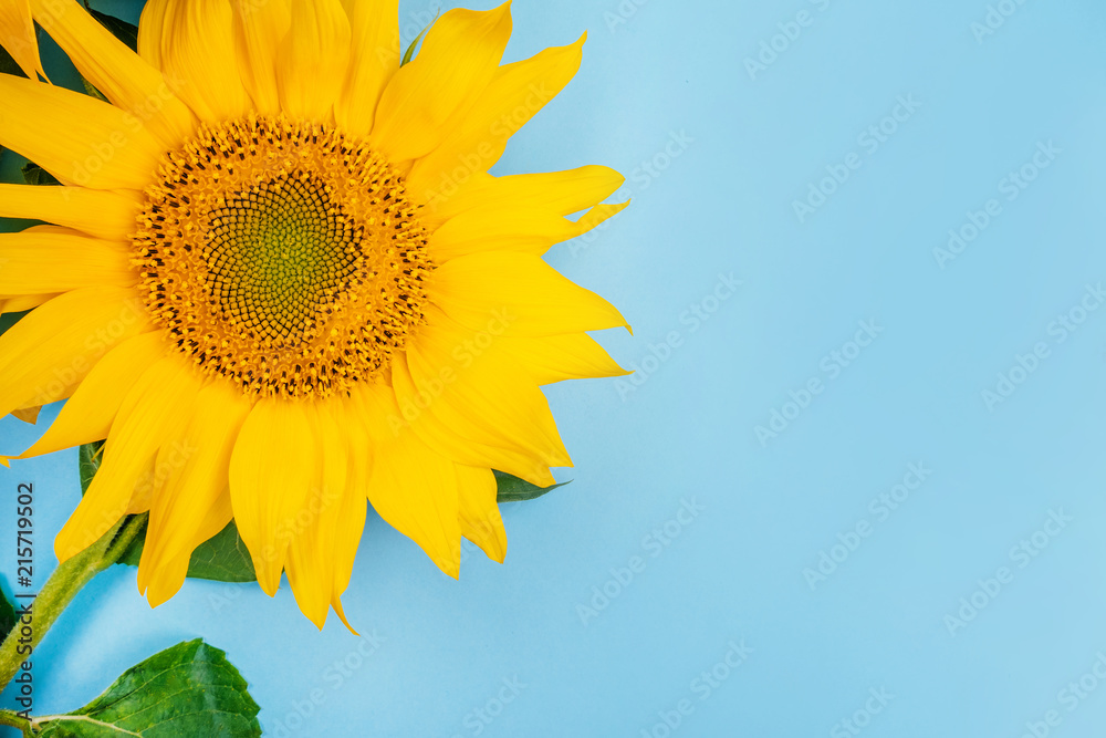 Bright big yellow sunflower on blue background. Flatlay style.