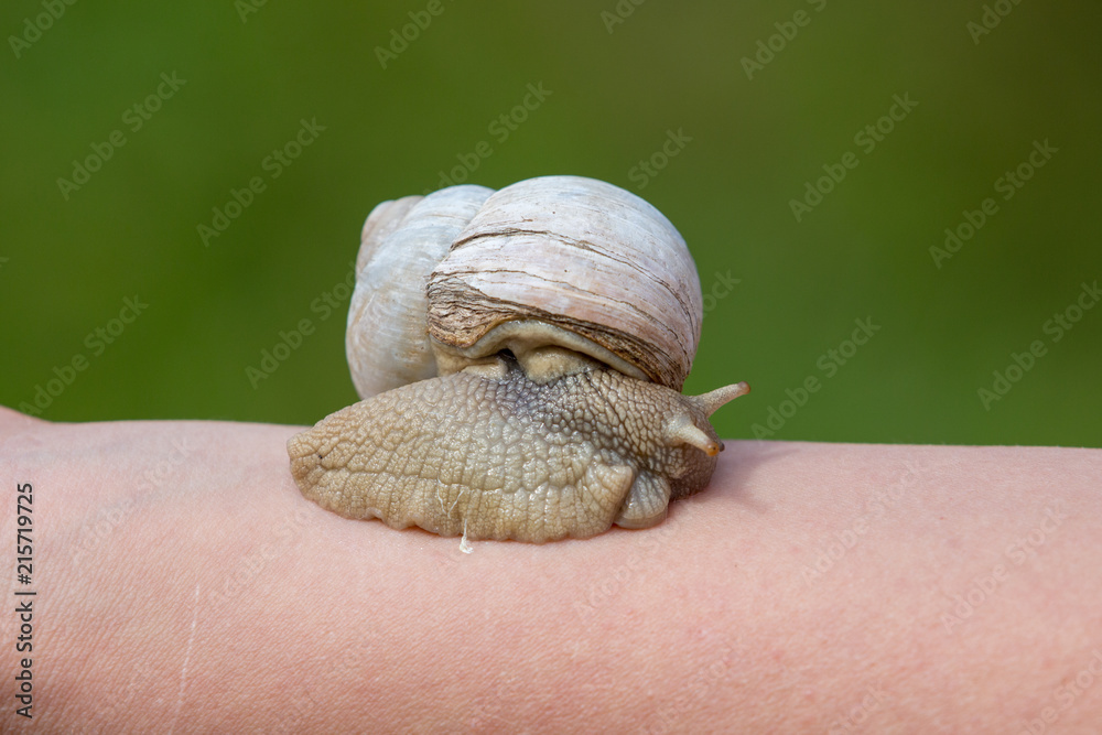 Snail slime skin treatment on the arm of a woman. Stock Photo Adobe Stock