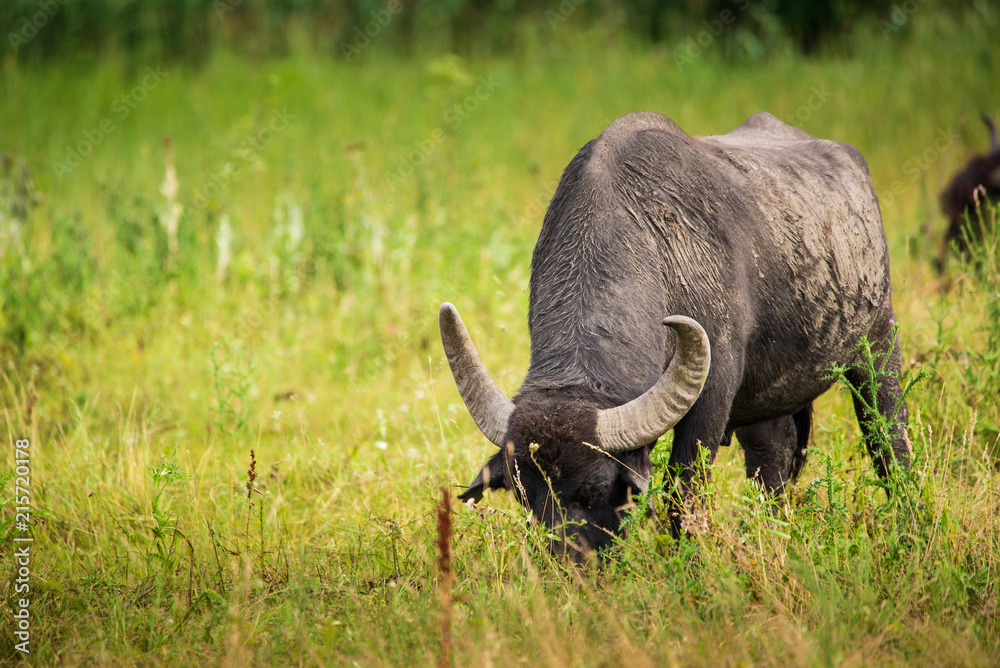 Buffalo on pasture Buffalo on pasture