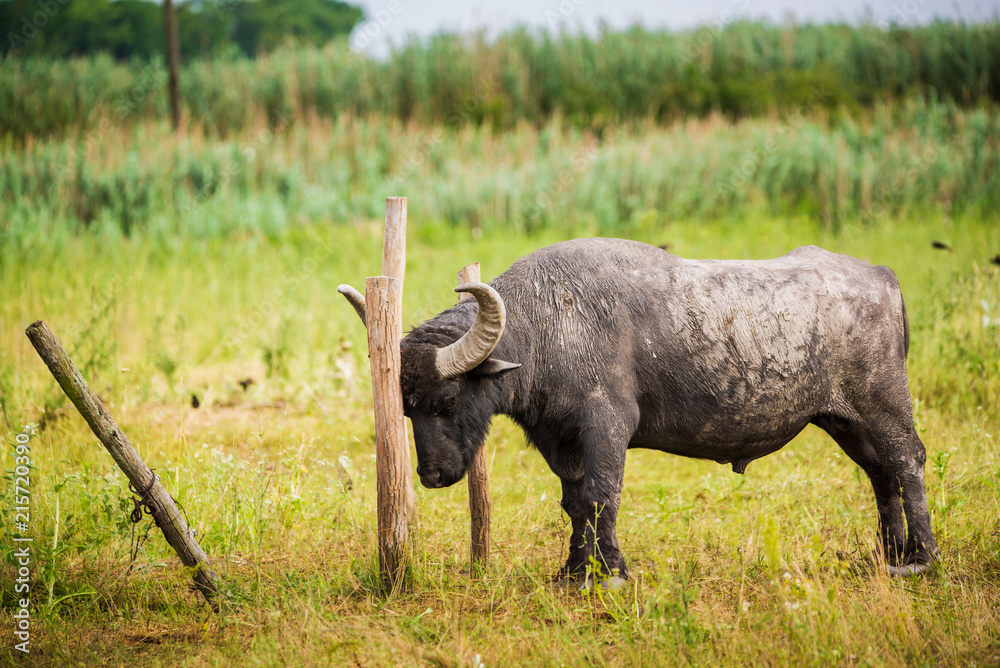 Obraz premium Buffalo on pasture