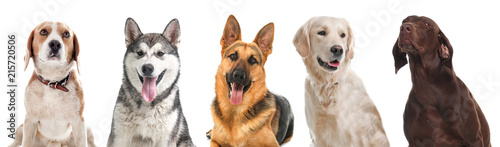 Row of different dogs on white background