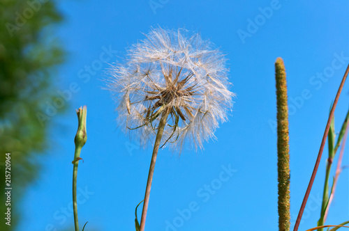 Fototapeta Naklejka Na Ścianę i Meble -  A big fluffy dandelion. Tragopogon flower. 