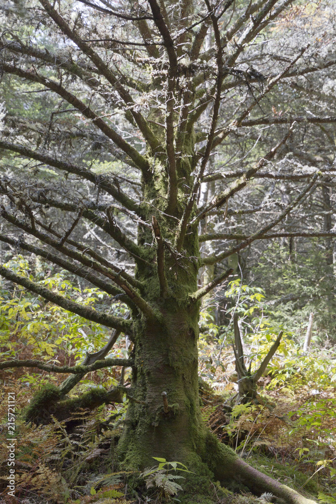 Old Mountain Forest Tree High on Mount Mitchell, North Carolina Old Mountain Forest Tree High on Mount Mitchell, North Carolina