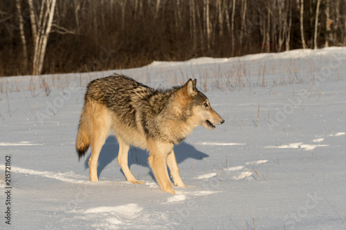 Grey Wolf (Canis lupus) Mouth Open in Field © geoffkuchera
