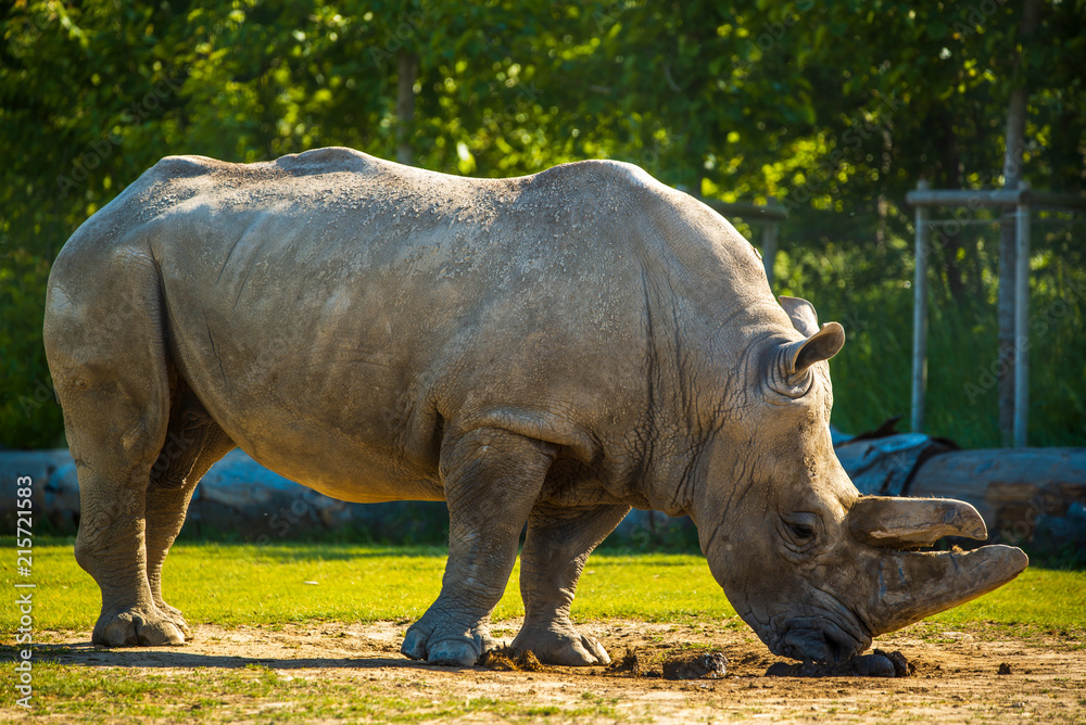 Fototapeta premium Duży nosorożec w zoo