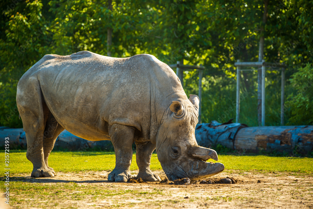 Fototapeta premium Duży nosorożec w zoo