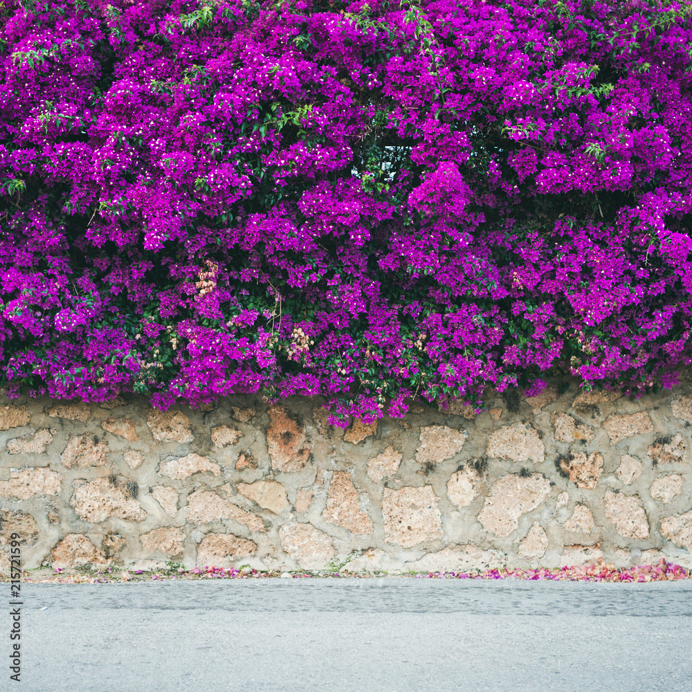 Stone wall covered with purple blooming Bougainvillea tree flowers. Typical  Mediterranian outdoor street exterior in summer, square crop Stock Photo |  Adobe Stock
