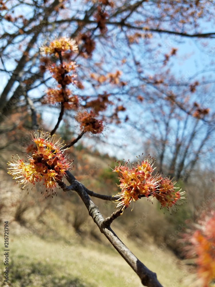 spring time buds spring time buds