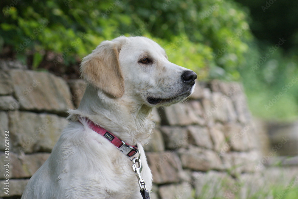 Golden Retriever ganz angespannt Golden Retriever ganz angespannt