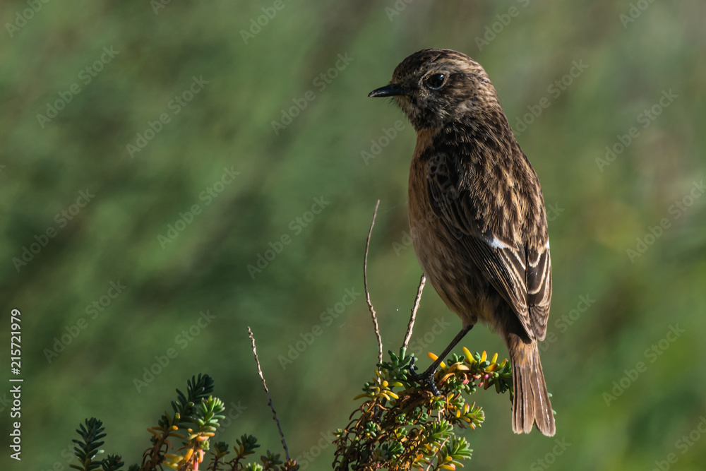 Fototapeta premium European stonechat Saxicola rubicola