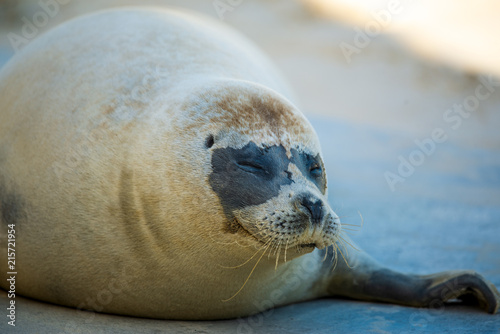 Photo of a Seal