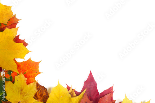 Autumn maple leafs
