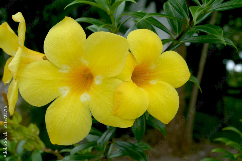 Banburi yellow flower at the park blooming very beautiful Banburi yellow flower at the park blooming very beautiful