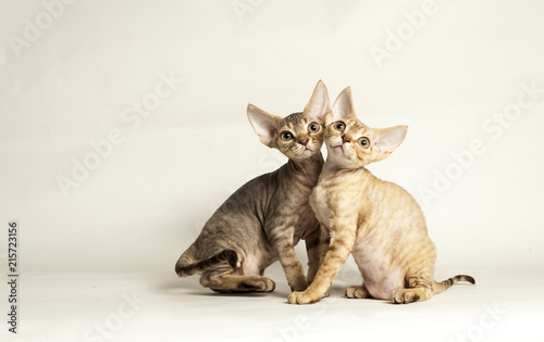 Schilderij op canvas Devon Rex Tabby Kittens