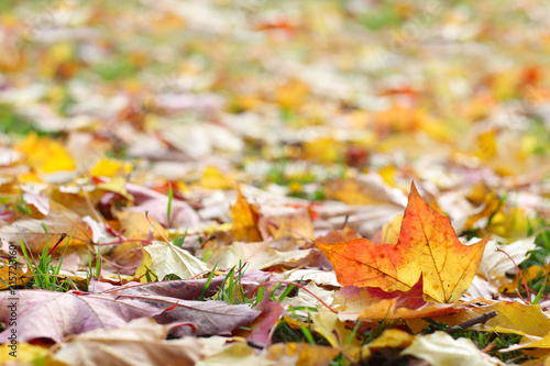 Autumn leaves on ground