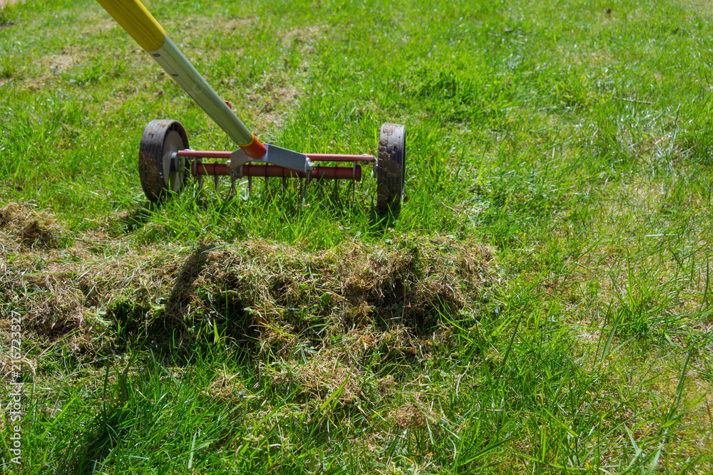 Cleaning up the grass with a rake. Aerating and scarifying the lawn in the garden. Remove old