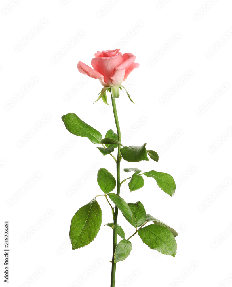 Beautiful rose flower on white background Beautiful rose flower on white background