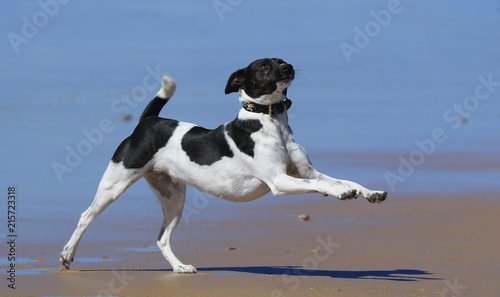 Terrier genießt den Strand