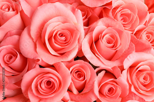 Beautiful roses as background