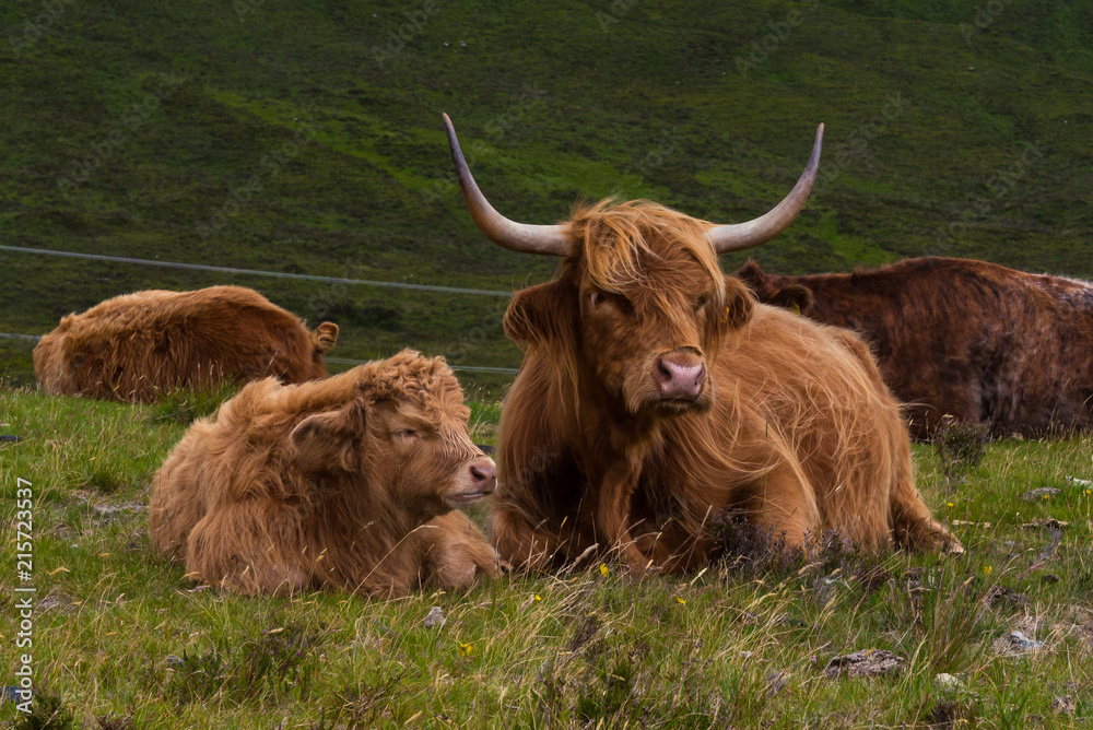 Highland cattle and Scottish Gaelic Highland cattle and Scottish Gaelic