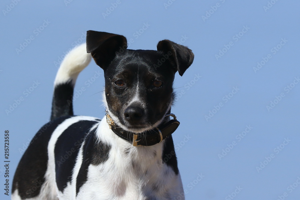 Schwarz-weisser Terrier vor blauem Himmel