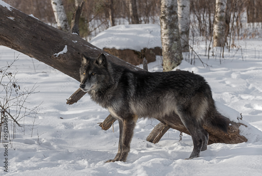 Naklejka premium Black Phase Grey Wolf (Canis lupus) Stands in Front of Downed Tree