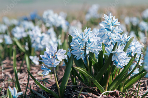 Photography Flower