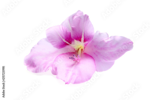 Beautiful gladiolus flower on white background