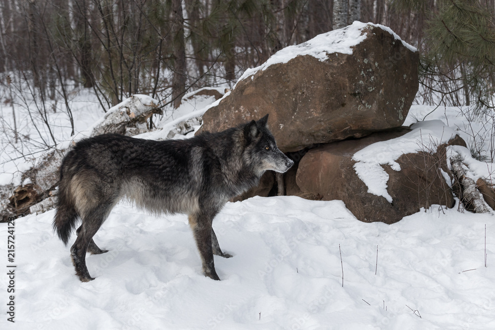 Naklejka premium Black Phase Grey Wolf (Canis lupus) Stands in Front of Rock Den