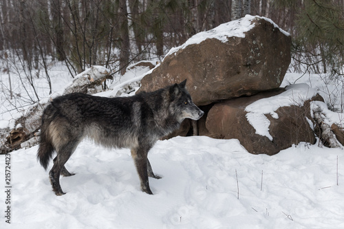 Black Phase Grey Wolf (Canis lupus) Stands in Front of Rock Den © geoffkuchera