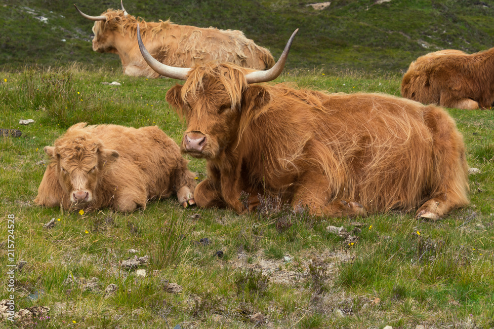 Highland cattle and Scottish Gaelic Highland cattle and Scottish Gaelic