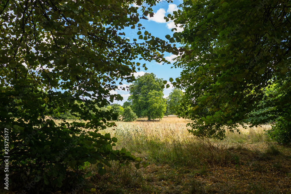 View of a tree standing in a grass meadow field of an outdoor park taken from dense wooded area forest nearby