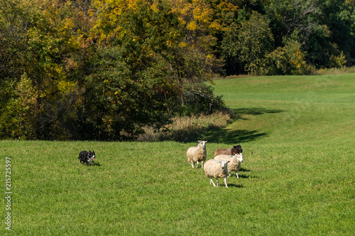 Sheep Dog Runs With Group of Sheep (Ovis aries)