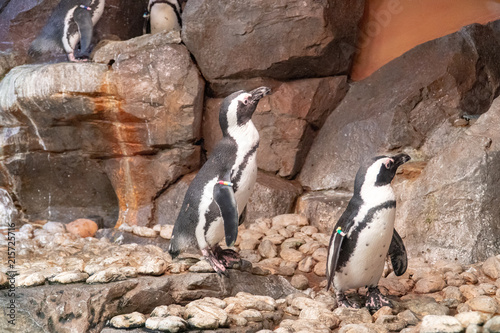 penguin, habitat