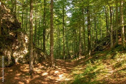 Foresta di Tarvisio