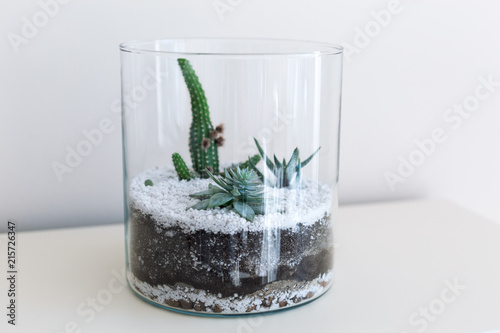 Florarium with succulents in glass vaze photo