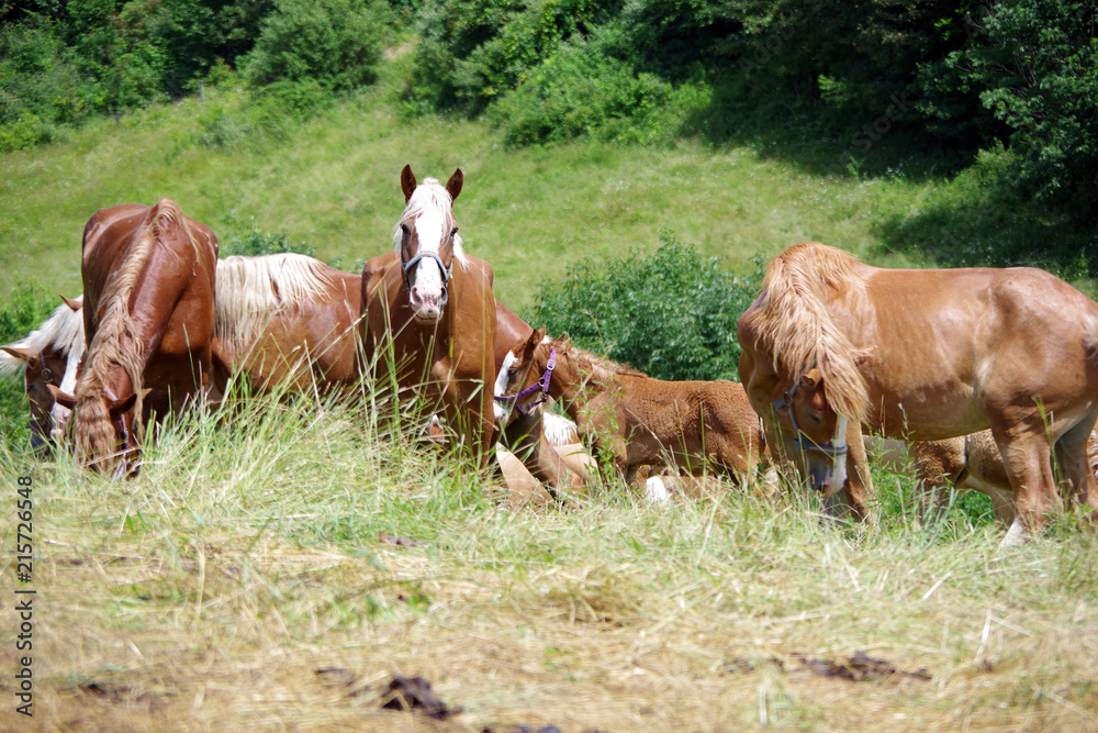 Belgian Horses in Field